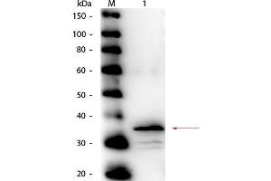 Western Blot of Rabbit anti-Carboxypeptidase B Antibody Peroxidase Conjugated.