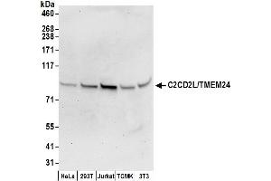 anti-C2CD2-Like (C2CD2L) (AA 656-706) antibody