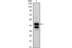 Western blot analysis using GATA1 mouse mAb against K562 (1) cell lysate. (GATA1 anticorps)