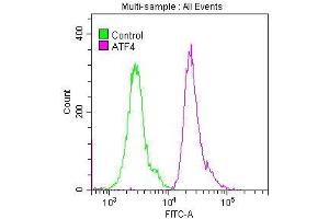 Overlay histogram showing Hela cells stained with ABIN7127347 (red line) at 1:50. (Recombinant ATF4 anticorps)