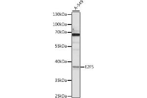 Western blot analysis of extracts of A-549 cells, using E2F5 antibody (ABIN7266878) at 1:1000 dilution.