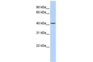 Image no. 1 for anti-Jumonji Domain Containing 5 (JMJD5) (N-Term) antibody (ABIN6742396) (JMJD5 anticorps  (N-Term))