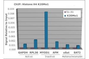 Chromatin Immunoprecipitation Rabbit Anti-Histone H4 [Monomethyl Lys20] Antibody.