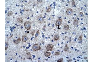 KCTD13 antibody was used for immunohistochemistry at a concentration of 4-8 ug/ml to stain Neural cells (arrows) in Human Brain. (KCTD13 anticorps  (N-Term))