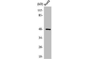 Western Blot analysis of HepG2 cells using Strad Polyclonal Antibody (STRADA anticorps  (N-Term))