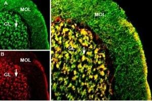Multiplex staining of KCC2 and GABA(A) α1 Receptor in rat cerebellum - Immunohistochemical staining of perfusion-fixed frozen rat brain sections using rabbit Anti-KCC2 (SLC12A5) Antibody (ABIN7043673, ABIN7044552 and ABIN7044553), (1:400) and Guinea pig Anti-GABA(A) α1 Receptor (extracellular) Antibody (ABIN7043185, ABIN7045422 and ABIN7045423), (1:400).