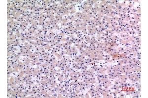 Immunohistochemistry (IHC) analysis of paraffin-embedded Human Liver, antibody was diluted at 1:100. (CMTM6 anticorps  (C-Term))