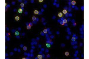 Immunofluorescence (IF) image for anti-Granzyme A (Granzyme 1, Cytotoxic T-Lymphocyte-Associated serine Esterase 3) (GZMA) antibody (Alexa Fluor 594) (ABIN2656845) (GZMA anticorps  (Alexa Fluor 594))