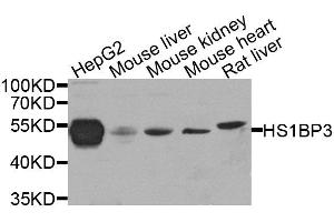 Western blot analysis of extracts of various cell lines, using HS1BP3 antibody.