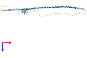 AlphaFold protein structure predicition of Mouse Recombinant H1-7 Protein, UniprotID Q8CJI4