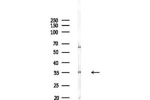 Western blot analysis of lysates from COLO205 cells, using OR6S1 Antibody at 1/1000 dilution.
