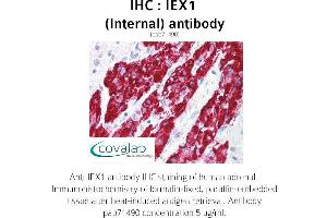 Image no. 1 for anti-Immediate Early Response 3 (IER3) (Internal Region) antibody (ABIN1735769) (IER3 anticorps  (Internal Region))
