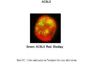 Researcher: Received from anonymous Application: IHC Species+tissue/cell type:THP-1 derived macrophage activated with iMtb Primary antibody dilution: 1:200 Secondary antibody: Goat anti-rabbit Alexa Fluor 647 Secondary antibody dilution:1:333