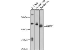 Western blot analysis of extracts of various cell lines, using HS2ST1 antibody (ABIN6130461, ABIN6141993, ABIN6141994 and ABIN6217971) at 1:3000 dilution. (HS2ST1 anticorps  (AA 1-229))