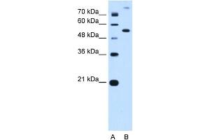 PPAT antibody - N-terminal region  validated by WB using HepG2 Cell Lysate at 0. (PPAT anticorps  (N-Term))