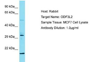 Host: Rabbit Target Name: ODF3L2 Sample Type: MCF7 Whole Cell lysates Antibody Dilution: 1. (ODF3L2 anticorps  (C-Term))