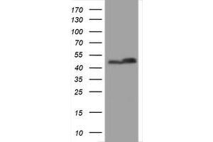 Image no. 2 for anti-SERPINE1 mRNA Binding Protein 1 (SERBP1) (AA 1-262) antibody (ABIN1490675)