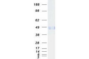 Hyaluronidase-1 (HYAL1) (Transcript Variant 1) protein (Myc-DYKDDDDK Tag)