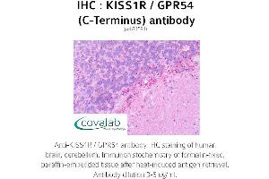 Image no. 2 for anti-KISS1 Receptor (KISS1R) (C-Term) antibody (ABIN1736238) (KISS1R anticorps  (C-Term))