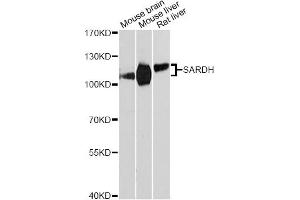 Western blot analysis of extracts of various cell lines, using SARDH Antibody. (SARDH anticorps)