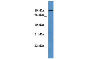 WB Suggested Anti-Dyrk1a Antibody Titration: 0. (DYRK1A anticorps  (N-Term))
