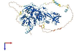 AlphaFold protein structure predicition of Mouse Recombinant Tsr1 Protein, UniprotID Q5SWD9