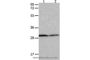 Western blot analysis of Hela cell and mouse kidney tissue  , using YWHAB Polyclonal Antibody at dilution of 1:550 (YWHAB anticorps)