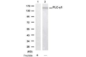 Image no. 2 for anti-phospholipase C, gamma 1 (PLCG1) (Tyr771) antibody (ABIN319399) (Phospholipase C gamma 1 anticorps  (Tyr771))