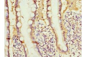 Immunohistochemistry of paraffin-embedded human small intestine tissue using ABIN7167845 at dilution of 1:100 (RBP2 anticorps  (AA 1-134))