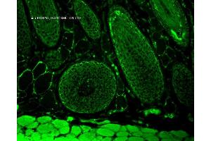 Immunohistochemistry analysis using Mouse Anti-FKBP52 Monoclonal Antibody, Clone Hi52C .