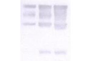 Image no. 1 for anti-Nidogen 1 (NID1) antibody (ABIN341124) (Nidogen 1 anticorps)