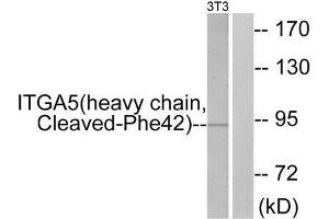 Western Blotting (WB) image for anti-Integrin, alpha 5 (ITGA5) (Cleaved-Phe42), (N-Term) antibody (ABIN1853564) (ITGA5 anticorps  (Cleaved-Phe42, N-Term))