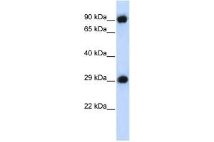 PSMA3 antibody used at 1 ug/ml to detect target protein. (PSMA3 anticorps)