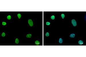ICC/IF Image NANOG antibody [N3C3] detects NANOG protein at nucleus by immunofluorescent analysis. (Nanog anticorps)