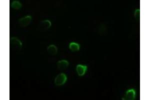 Anti-GATA4 mouse monoclonal antibody (ABIN2452678) immunofluorescent staining of HeLa cells transiently transfected by pCMV6-ENTRY GATA4 (RC210945) (GATA4 anticorps  (AA 296-442))