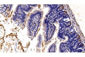 Detection of TFF2 in Mouse Small intestine Tissue using Polyclonal Antibody to Trefoil Factor 2 (TFF2) (Trefoil Factor 2 anticorps  (AA 25-127))