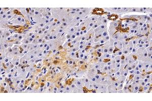 Detection of CK19 in Porcine Pancreas Tissue using Polyclonal Antibody to Cytokeratin 19 (CK19) (Cytokeratin 19 anticorps  (AA 245-391))