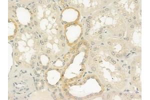 ABIN6258392 and ABIN6274659 at 1/100 staining human normal kidney tissue by IHC-P.