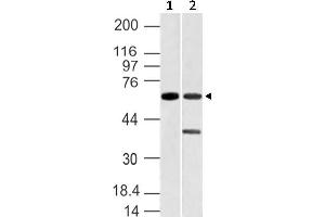 Image no. 1 for anti-Vang-Like 1 (Vangl1) (AA 148-400) antibody (ABIN5027628) (Vangl1 anticorps  (AA 148-400))
