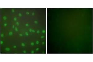 Immunofluorescence analysis of NIH-3T3 cells, using HDAC1 Antibody. (HDAC1 anticorps  (AA 433-482))