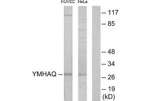 Western Blotting (WB) image for anti-14-3-3 theta (YWHAQ) (Internal Region) antibody (ABIN1850149) (14-3-3 theta anticorps  (Internal Region))
