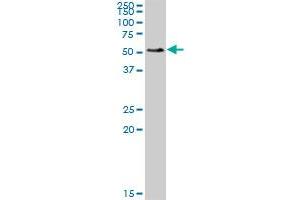 SMAP1 MaxPab polyclonal antibody.