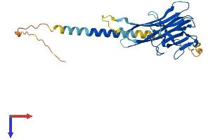 AlphaFold protein structure predicition of Human Recombinant TNFSF15 Protein, UniprotID O95150