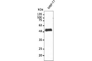 Western Blotting (WB) image for anti-T7-Tag antibody (ABIN6254213) (T7-Tag anticorps)