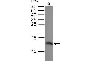 WB Image RPA14 antibody detects RPA14 protein by Western blot analysis. (RPA3 anticorps)