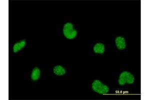 Immunofluorescence of purified MaxPab antibody to POLR3C on HeLa cell. (POLR3C anticorps  (AA 1-534))