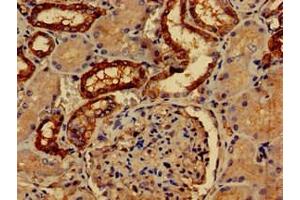 Immunohistochemistry of paraffin-embedded human kidney tissue using ABIN7162619 at dilution of 1:100 (Paralemmin anticorps  (AA 1-384))