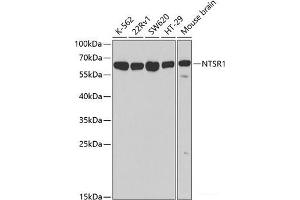 Western blot analysis of extracts of various cell lines using NTSR1 Polyclonal Antibody at dilution of 1:500. (NTSR1 anticorps)