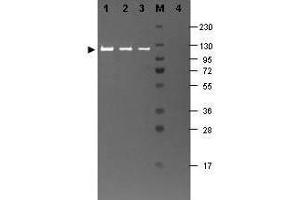 Western blotting using Fluorescein conj ugated beta Galactosidase antibody shows a band at (GLB1 anticorps)