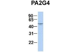Host:  Rabbit  Target Name:  PA2G4  Sample Type:  Human Fetal Brain  Antibody Dilution:  1. (PA2G4 anticorps  (C-Term))